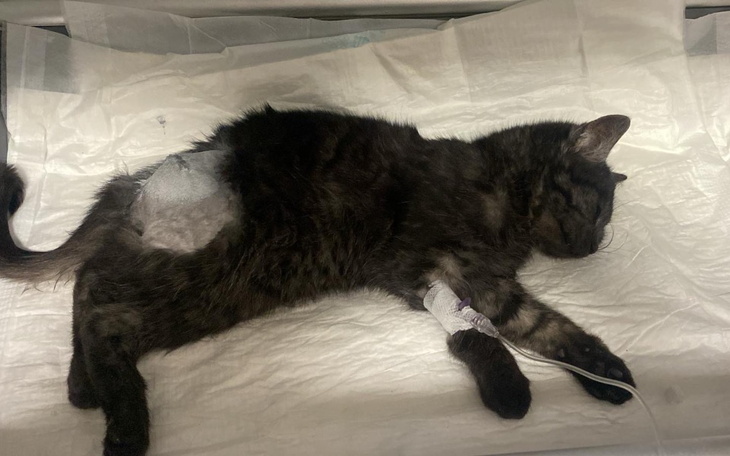 Zbiórka Na ratunek Dante - zdjęcie główne