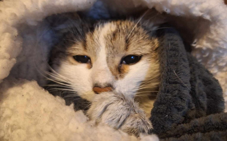 Kot owinięty w koc, wyglądający na zrelaksowanego.