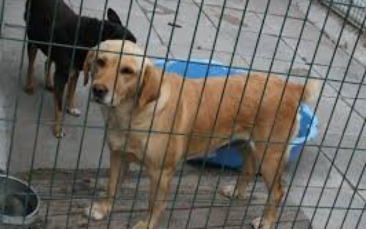 Zbiórka Pomagajmy zwierzakom - zdjęcie główne