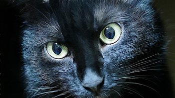 Zbiórka Czynsz Kociarnia 2026 - miniaturka zdjęcia