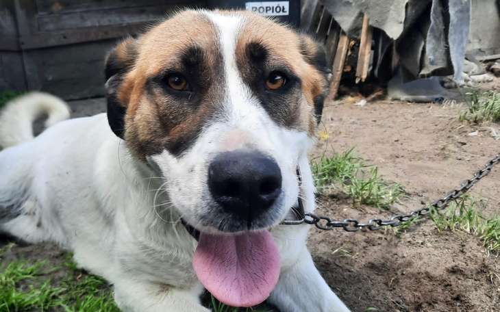 Zbiórka Saba- na życie bez łańcucha - zdjęcie główne