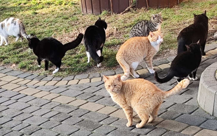 Grupa kotów spacerujących po trawie, różne kolory i wzory futra.