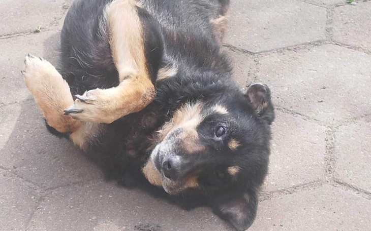 Pies leżący na plecach na chodniku.