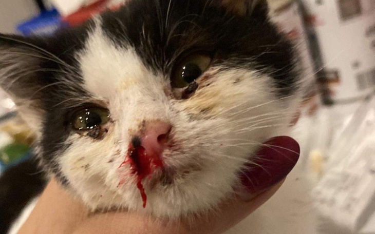 Zbiórka Maluchy kontra śmiertelny wirus - zdjęcie główne