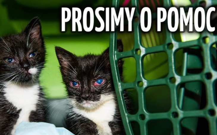 Zbiórka Urodzinowa zbiórka dla futrzaków - zdjęcie główne