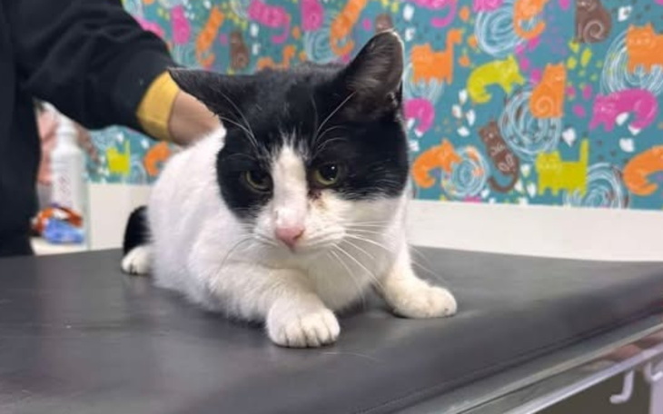Biało-czarny kot na stole w weterynarii.