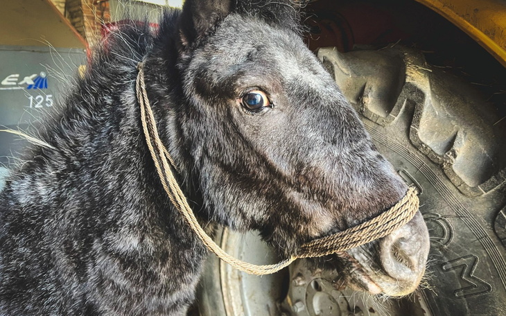 Czarny koń z bliskiej odległości, z uwiązanym sznurkiem.