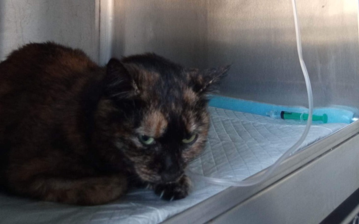 Zbiórka Leczenie chorej Malwy - zdjęcie główne