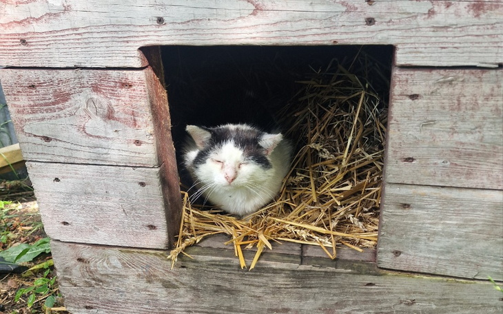 Zbiórka kastracja soleckich kotów - zdjęcie główne