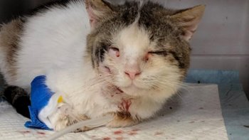 Zbiórka Kotek z Karszowa błaga o pomoc - miniaturka zdjęcia