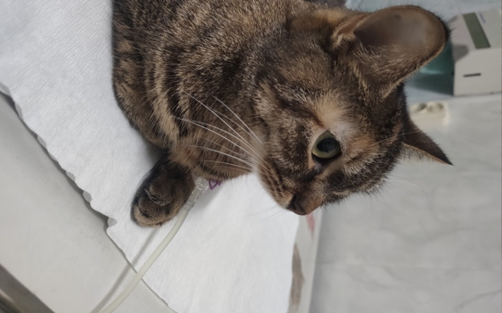 Zbiórka Pomagamy Gai dojść do zdrowia - zdjęcie główne