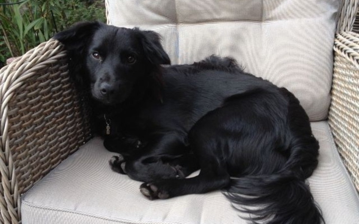 Zbiórka Ratowanie psa sąsiada - zdjęcie główne