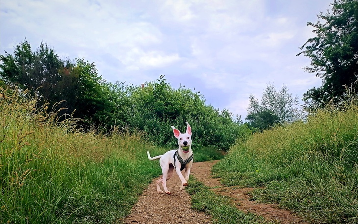 Zbiórka Zbiórka na naprawę łapki - zdjęcie główne