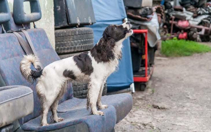 Zbiórka Ratujmy psy ze złomowiska - zdjęcie główne