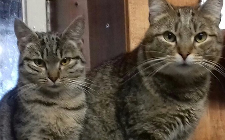 Zbiórka Jedzonko dla koteczkow - zdjęcie główne