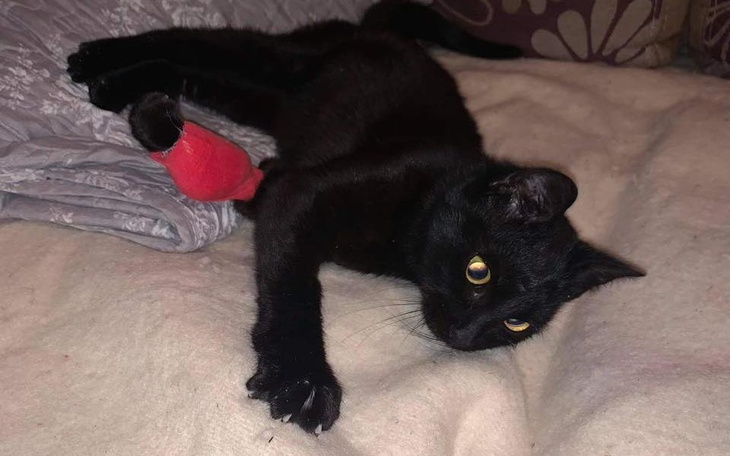 Zbiórka Mizia umierała na wolności - zdjęcie główne