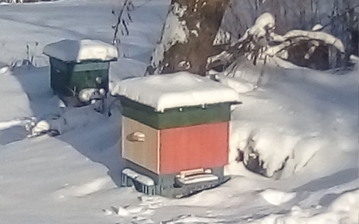 Zbiórka Proszę o wsparcie dla pasieki - zdjęcie główne