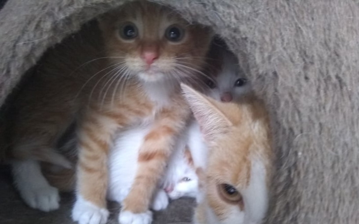 Zbiórka Nasz koszmar - panleukopenia - zdjęcie główne