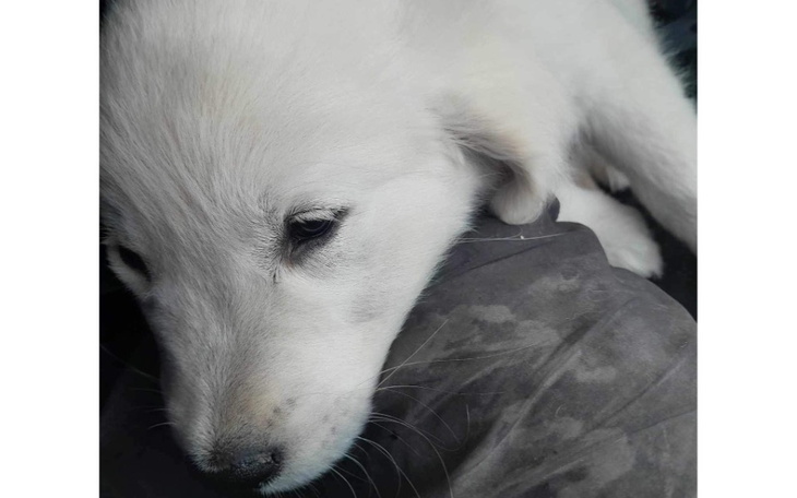 Zbiórka Zbiórka dla chorej milki - zdjęcie główne