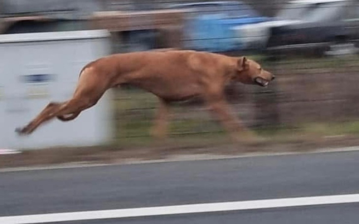 Szybko biegnący pies na tle rozmytego krajobrazu.