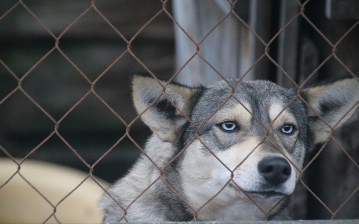 Pies patrzy smutno przez ogrodzenie, czekając na lepsze dni.