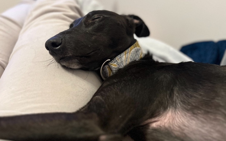 Pies śpiący na kolanach właściciela, relaksujący moment.