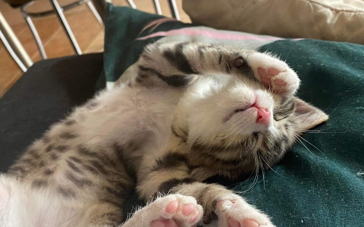 Zbiórka Kastracja znalezionych kotków - zdjęcie główne