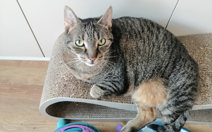 Kot odpoczywający na kartonowej drapaczce.