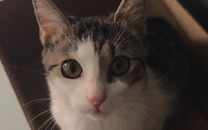 Kot z dużymi oczami patrzy w obiektyw.