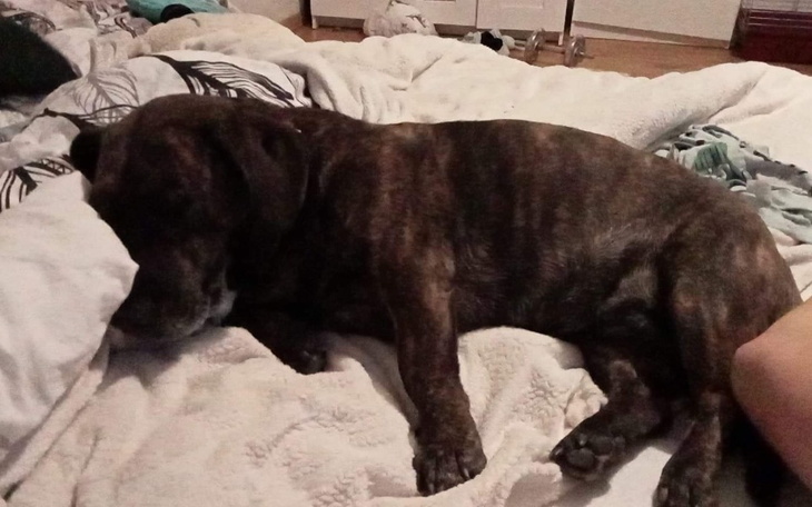 Zbiórka Marzeniem Kory jest chodzić - zdjęcie główne