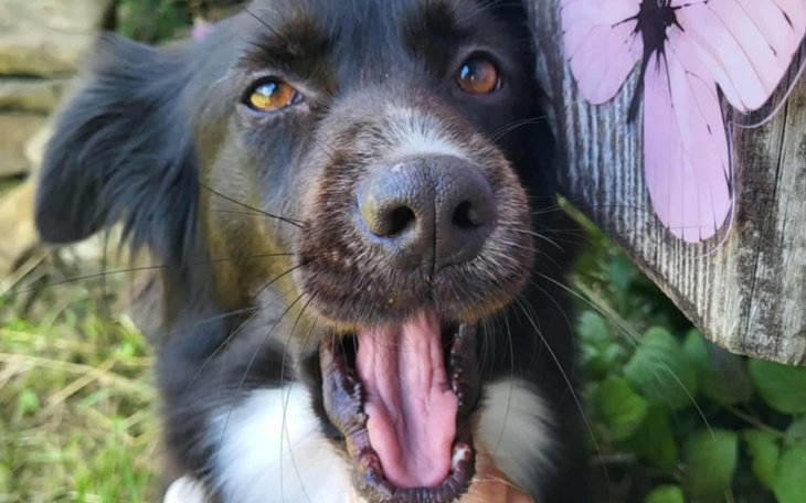 Pies z otwartą paszczą, uśmiechający się do kamery.