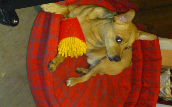 Zbiórka Na pomoc w leczeniu Fafika - zdjęcie główne