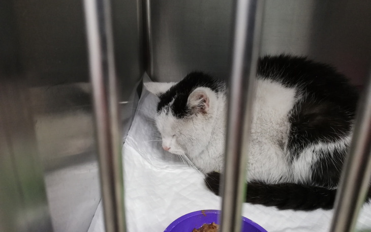 Zbiórka Czy jest już za późno na pomoc - zdjęcie główne