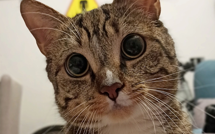 Kot z dużymi oczami, patrzący w obiektyw.