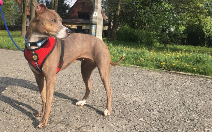 Zbiórka Shila zbiera na rezonans - zdjęcie główne