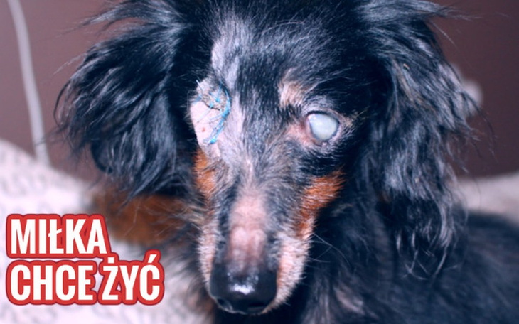 Zbiórka Miłka chce żyć. - zdjęcie główne