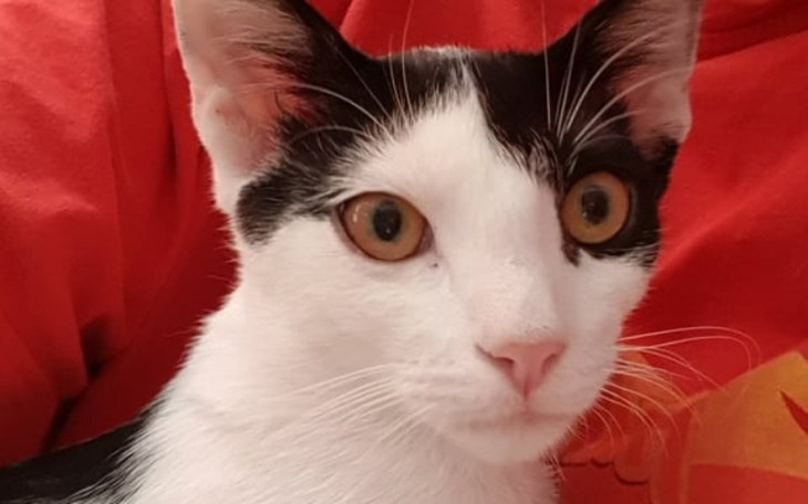 Zbiórka Oszukany Żwirek prosi o pomoc - zdjęcie główne