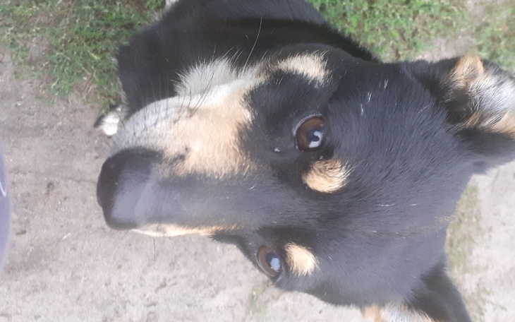 Zbiórka Na legowisko dla pieska - zdjęcie główne