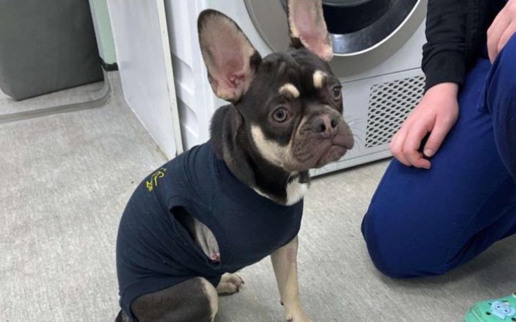 Zbiórka pomóżcie henryku wrócić - zdjęcie główne