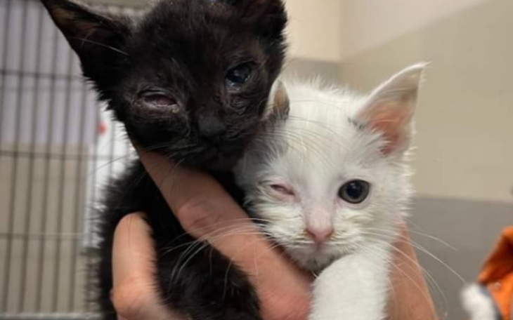 Zbiórka Leczenie kotków piesków karmę - zdjęcie główne