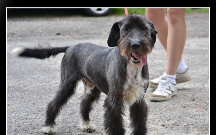 Zbiórka schronisko rybnik - zdjęcie główne