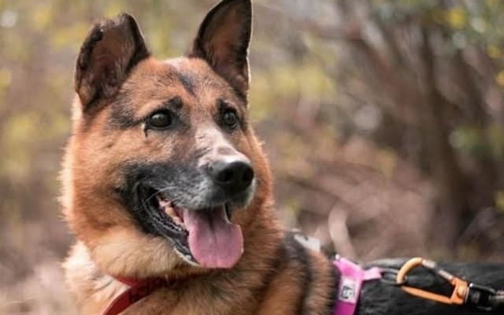 Pies w parku, uśmiechnięty i szczęśliwy.