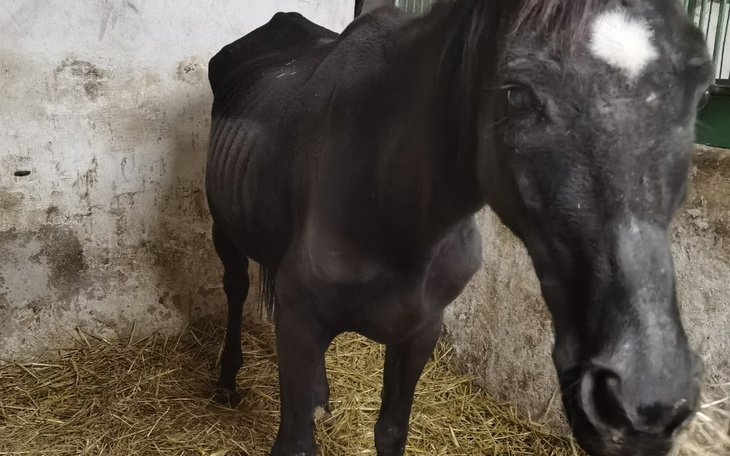 Zbiórka Na leczenie dla Litle Lotti - zdjęcie główne