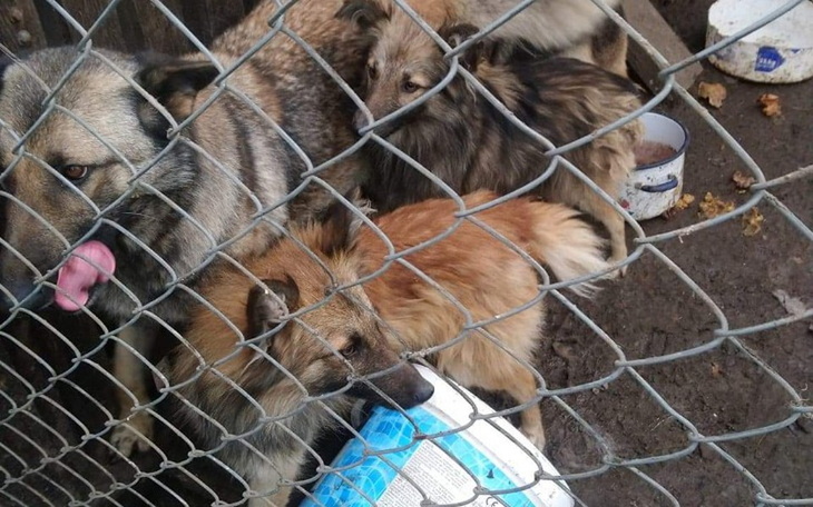 Zbiórka Sterylizacja dwóch sun - zdjęcie główne