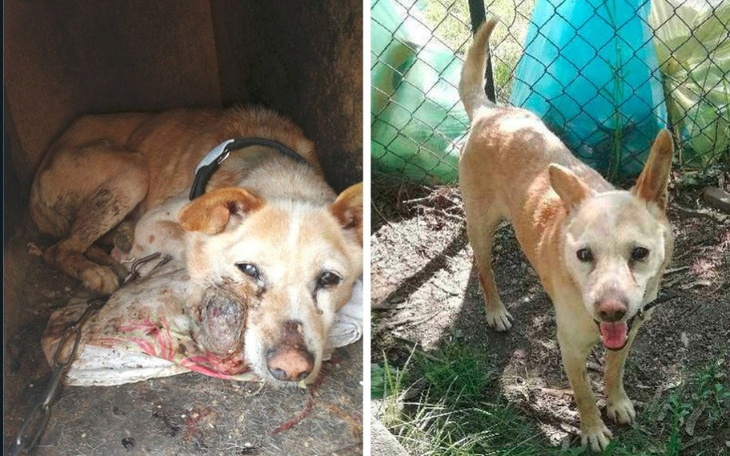 Zbiórka Pomożecie pieskowi - zdjęcie główne