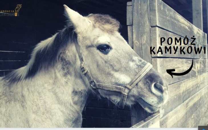 Zbiórka Pomóż staruszkowi Kamykowi. - zdjęcie główne