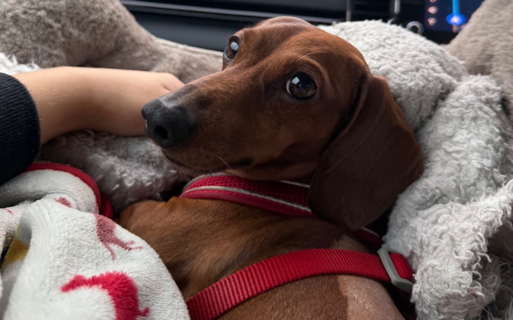 Pies rasy jamnik, przytulony do właściciela.