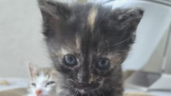 Zbiórka Mleczko dla kociaków - miniaturka zdjęcia