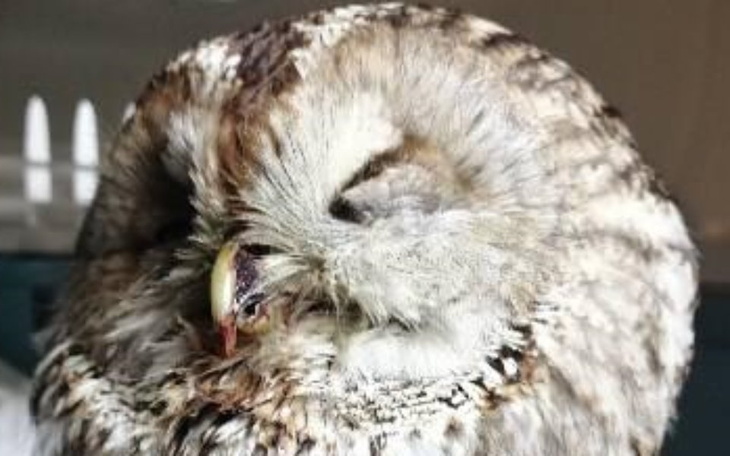 Zbiórka Na leczenie , rehabilitację - zdjęcie główne