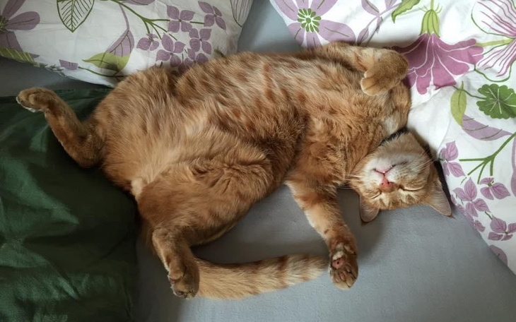 Zbiórka Zbiórka na operacje roleksa - zdjęcie główne